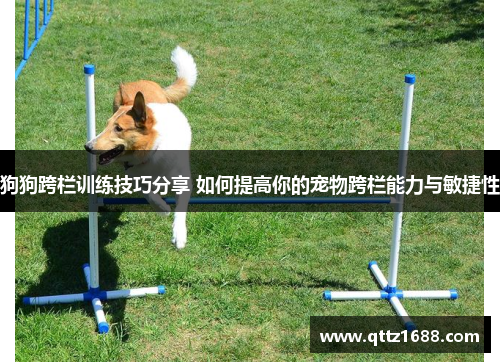 狗狗跨栏训练技巧分享 如何提高你的宠物跨栏能力与敏捷性